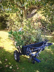 Native trees in cart